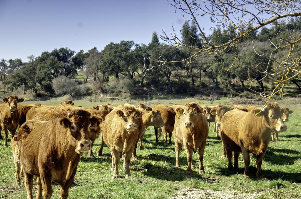 Sobral Quinta Da Mataヴィラ 部屋 写真