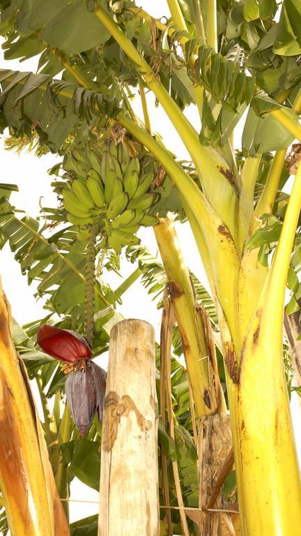 Sobral Quinta Da Mataヴィラ エクステリア 写真
